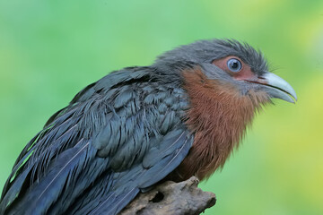 A young chestnut-breasted malkoha hunts for small insects on a rotting tree trunk. This beautifully colored bird has the scientific name Phaenicophaeus curvirostris.