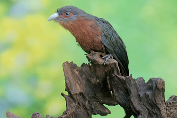 A young chestnut-breasted malkoha hunts for small insects on a rotting tree trunk. This beautifully colored bird has the scientific name Phaenicophaeus curvirostris.