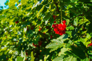 Obraz premium Red currant bush branch in garden at sunset. Red currant bush on a farmer's field in the village. Currant on sunrise in countryside. Rural landscape.