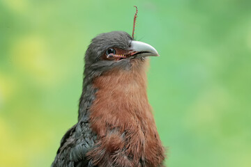 A young chestnut-breasted malkoha is preying on a grasshopper. This beautifully colored bird has the scientific name Phaenicophaeus curvirostris.