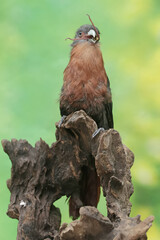 A young chestnut-breasted malkoha is preying on a grasshopper. This beautifully colored bird has the scientific name Phaenicophaeus curvirostris.