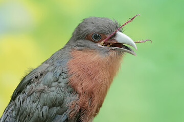 A young chestnut-breasted malkoha is preying on a grasshopper. This beautifully colored bird has the scientific name Phaenicophaeus curvirostris.