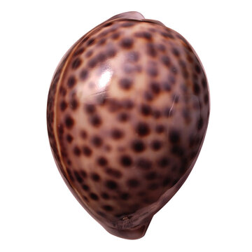Tiger cowrie shell with beautiful spotted pattern isolated on transparent background. Top-down view.