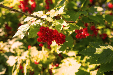 Red currant bush branch in garden at sunset. Red currant bush on a farmer's field in the village. Currant on sunrise in countryside. Rural landscape.