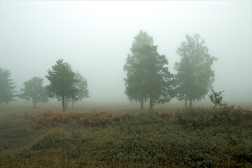 Obraz premium pine forest in the morning fog