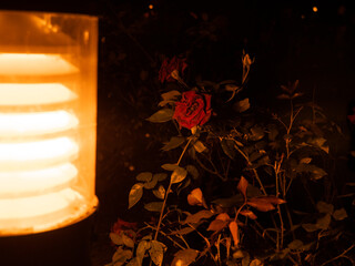Rose bush with red flower illuminated by street lantern in the darkness of late evening in the park.