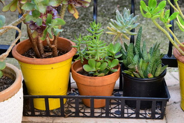 Cactus Flower Decoration in France.