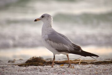 seagull on the beach