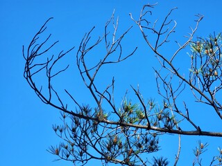 Pine Tree and blue sky