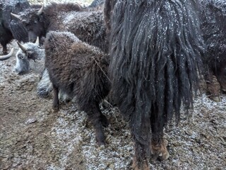 Beautiful Yaks in the Pamir Mountains. Shimshal Valley is a remote and breathtakingly beautiful area known for its high-altitude landscapes, rugged mountains, and pristine natural environment.