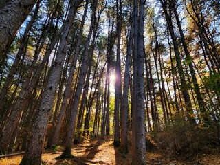 Obraz premium Pinewood forest in sunrise. sun shining in spruce forest in the summer. Pale light breaking through the fog in a forest