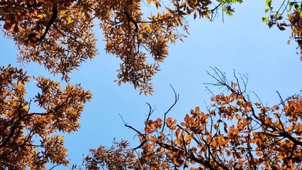 Autumn orange leaves, maple foliage against blue sky background, selective focus.
