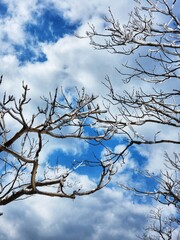 Winter in Bukhansan National Park, South Korea. Frost completely covers the trees. The trees are buried in snow. Winter Mountain Hiking. Snow Flower. everything is frozen and covered with snow growths