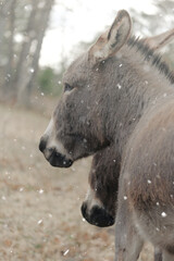 Naklejka premium Pair of mini donkeys in winter snow closeup on farm.