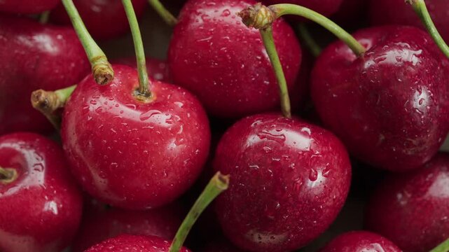 Close up of ripe cherries with sticks and water drops rotating macro video