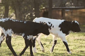 Spotted crossbred calves on cow farm in Texas ranch field closeup. © ccestep8