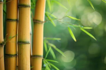A close-up of vibrant bamboo stalks with lush green leaves in a serene, natural setting, perfect for nature-themed projects.