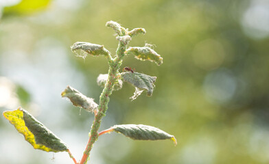 plum tree infested with spider baptism and aphids in the garden.The use of insecticides in...