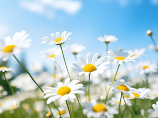 Daisy flowers field with warm afternoon light, nature scenic background