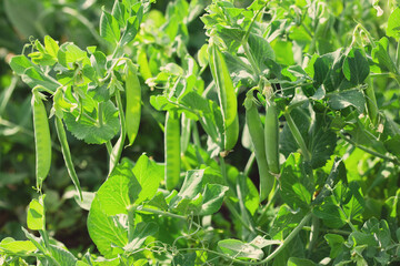 Sweet pea blossom. Growing legumes in the garden