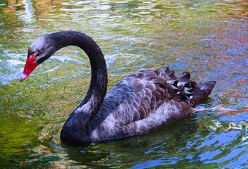 Obraz premium black swan on the lake