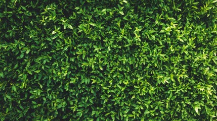 Top view of a lush green grass pattern, perfect for a garden background or green backdrop concept