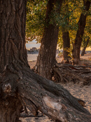 People having rest at an urban sand beach with old poplar trees row at sunset on the right bank of the Dnipro river in Podil district in Kyiv, Ukraine. Opposite shore with church, building and a ship 