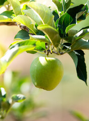 green apple in a tree during autumn