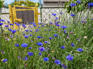 Lush blue basilisk cornflowers growing thickly in front of yellow metal wicket door and cottage house on the background.