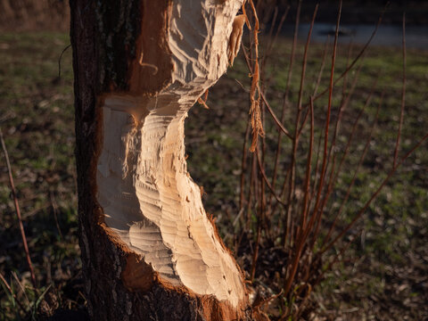 Closeup of a tree with bever teeth tracks. Beaver woke up in a city park in January because of warm winter. Climate change.
