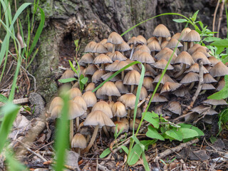 A large cluster of Sulphur Tuft (Hypholoma fasciculare) poisonous mushrooms with hemispherical caps growing near the roots of rotting tree trunk.