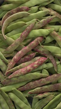 Freshly harvested runner beans from an organic garden. Table spin. Vertical video.