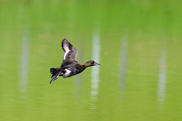 Reiherente Weibchen im  im Flug