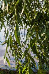 green leaves on a tree