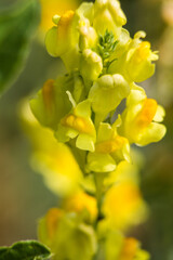 yellow flowers in the park