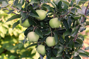 Small apple fruit on a branch in an apple orchard. growing fruit in the garden.