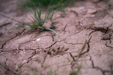 Raccoon Print in soil in the ground