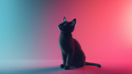 Black cat sitting on a colorful background, with blue and red lights. The cat looks up with curiosity.