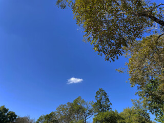 Tree, sky, nature, forest, clouds 