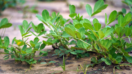 peanut, also known as the groundnut, goober, pindar, or monkey nut, and taxonomically classified as Arachis hypogaea, is a legume crop grown mainly for its edible seeds in the Indian village