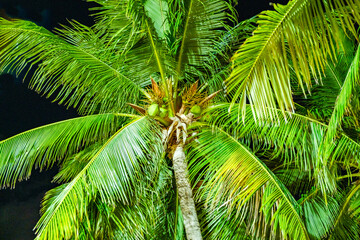 Fototapeta premium coconut palm with fruits at night