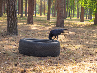 Crow bird sitting and cleaning its beak on an old car tire thrown away in a city park on a pine needles carpet with pine trees in the background.