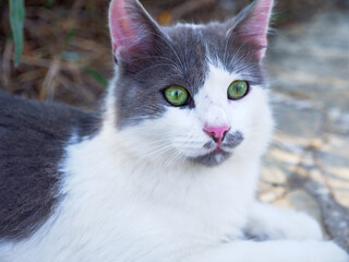Closeup portrait of a beautiful non-pedigree tabby white and grey cat with bright green eyes and pink ears and nose having rest outdoors.