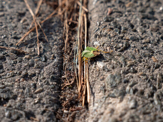 Green stinky shield bug (Palomena prasina) that looks like a leaf crawls along an asphalt road.
