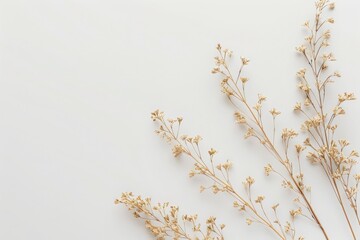 Dried Flowers on a White Background