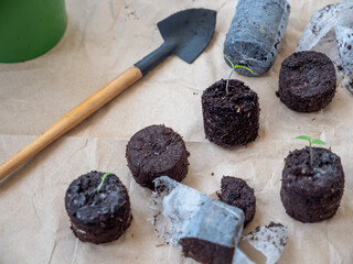 Tomato seedlings growing in swollen peat tablets scattered on a rough brown paper. A shovel and a...