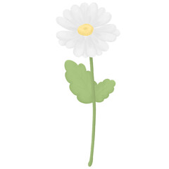 daisy flower isolated on white