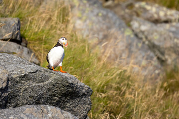 Atlantic Puffin at Runde in Norway