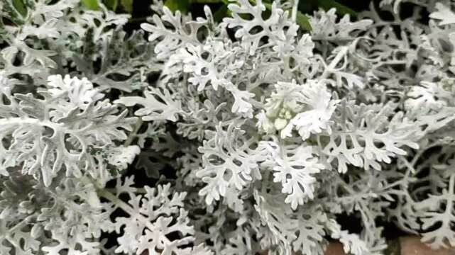 Senecio cineraria ,Jacobaea maritima,silver ragwort