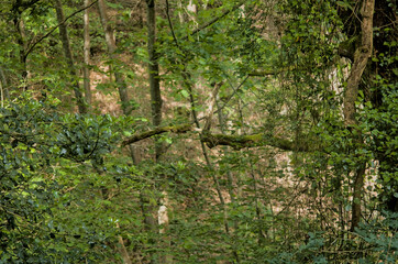 trees in the forest with branches full of green leaves